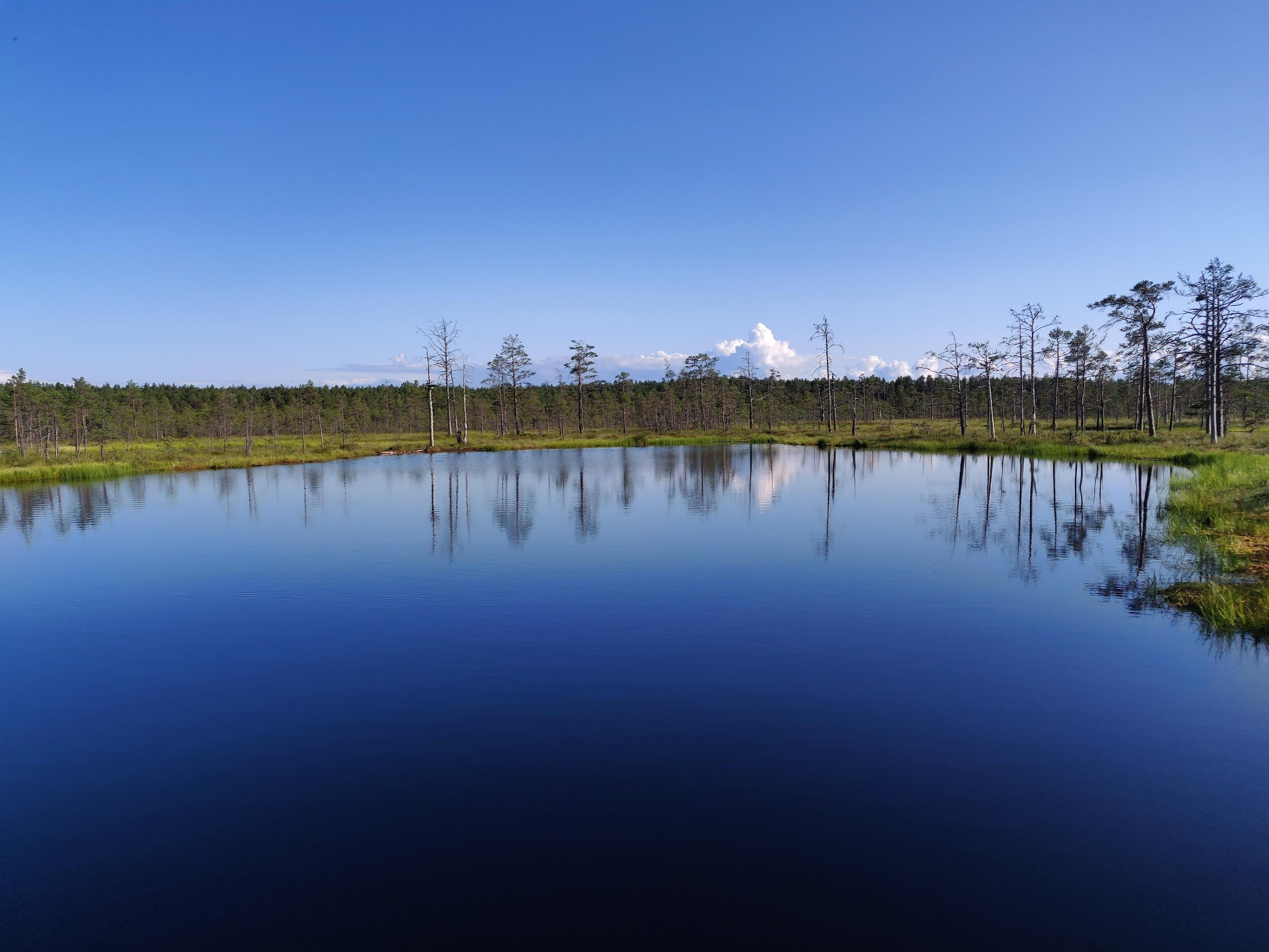 Viru raba vaatetorn (Viru Bog observation tower)